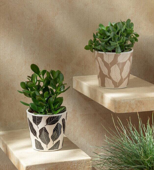 Asda plant pots sale