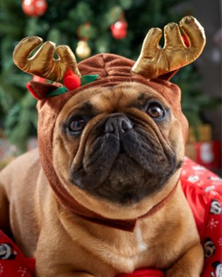 Pug wearing reindeer antlers.